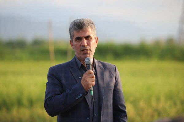 خوشه دهی برنج در ۶۸ درصد اراضی شالیزاری گیلان